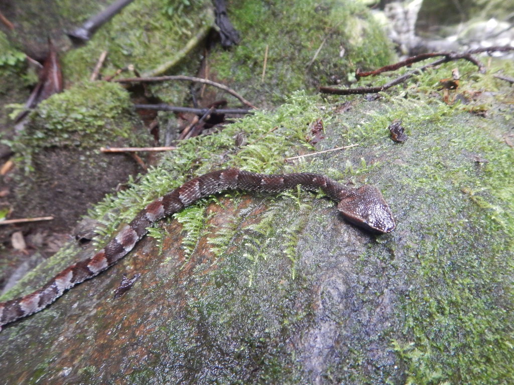 Bothrocophias microphthalmus
