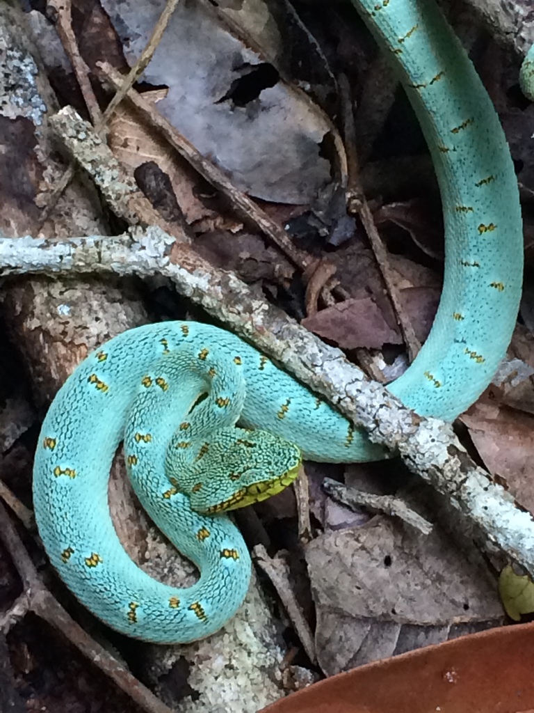 Bothrops bilineatus