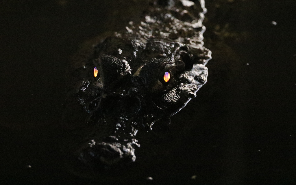 Melanosuchus niger